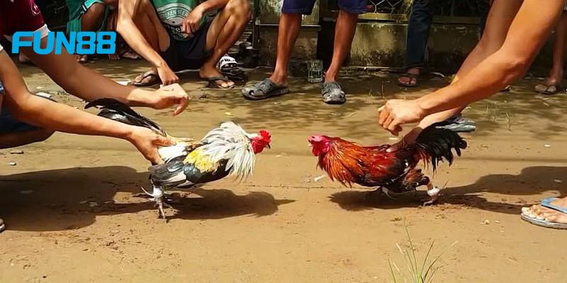 Thành tích ấn tượng của tay chọi chuyên nghiệp